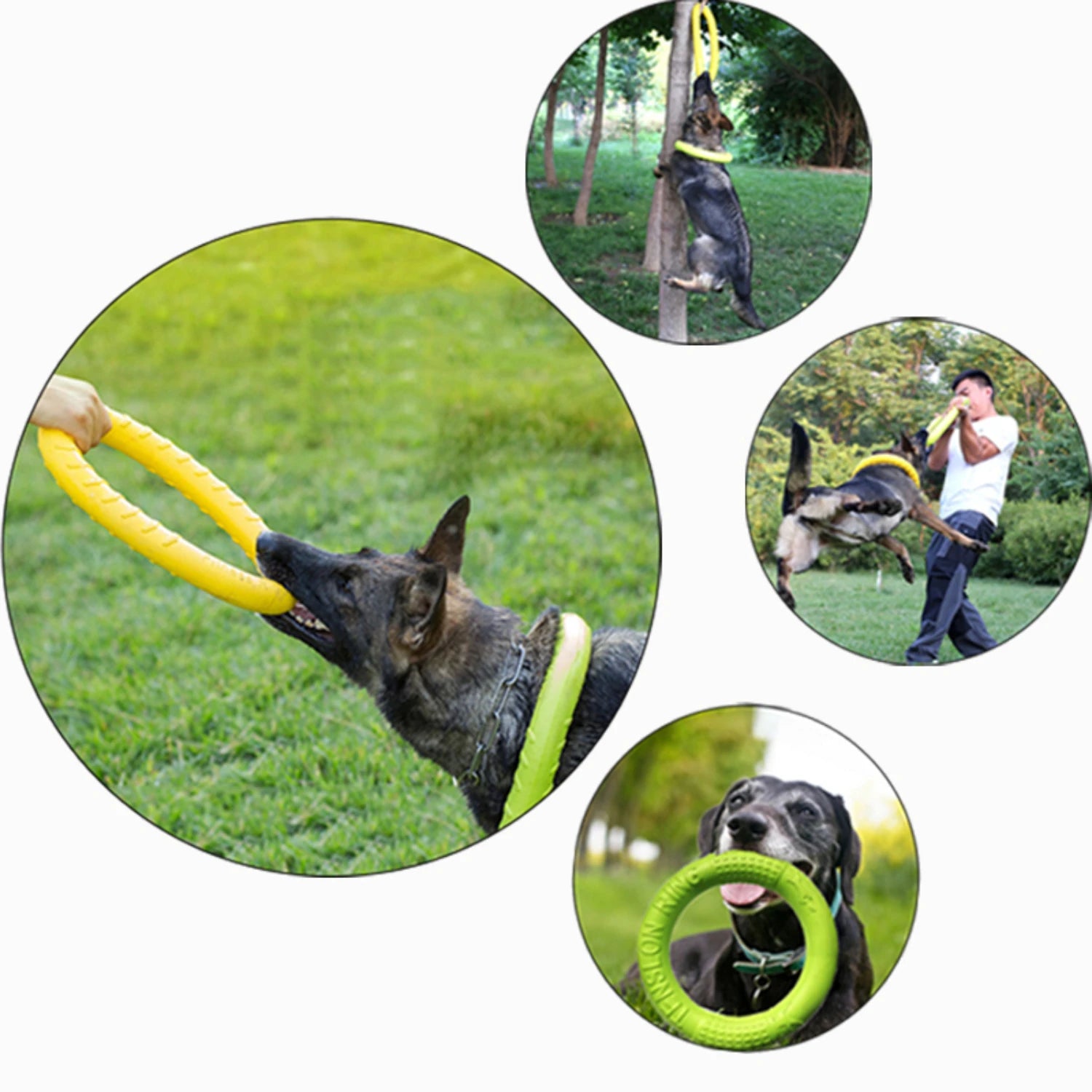 Engaging and Durable Pet-friendly Flying Disk Dog - Pape'sShop